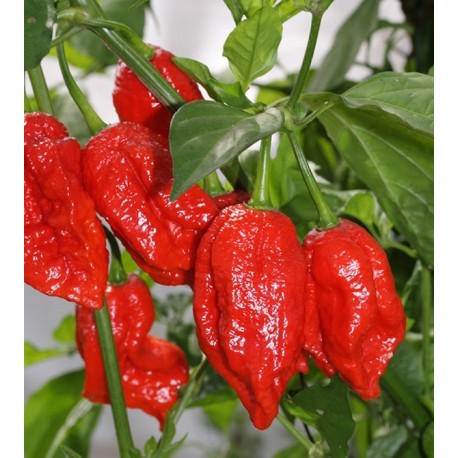 BhutLah seco