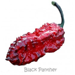Black Panther seco