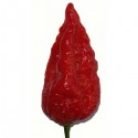 Naga Morich sec