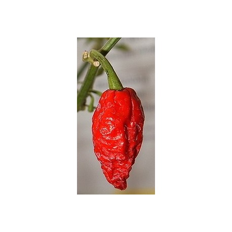 Bhut Jolokia seco