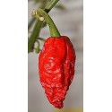 Dried Bhut Jolokia