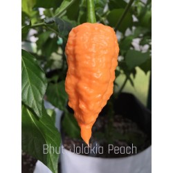 Dried Bhut Jolokia Peach