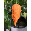 Bhut Jolokia Peach sec