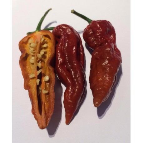 Bhut Jolokia Chocolate sec