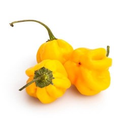 Habanero Yellow seco