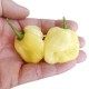 Habanero White Giant sec