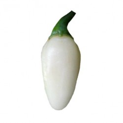 Habanero White Bullet seco