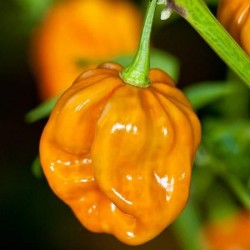 DriedHabanero Mustard