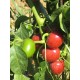 Piment cerise sec