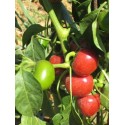 Piment cerise sec