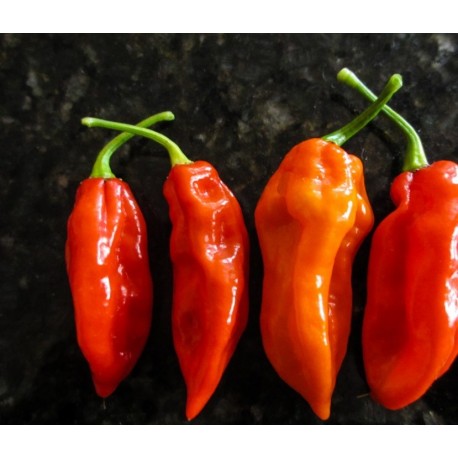 Fatalii Red seco