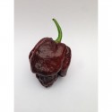 Semillas de Trinidad Moruga Scorpion Chocolate