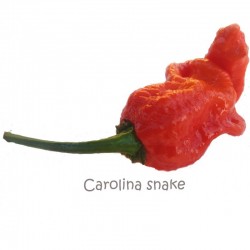 Carolina Snake seeds