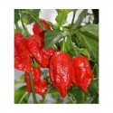 Graines de BhutLah