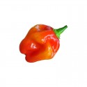 Graines de Habanero Red Savina