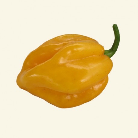 Habanero Yellow seeds