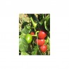 Cherry Pepper seeds