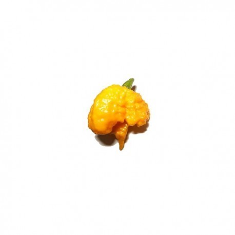 Dried Carolina Reaper Yellow