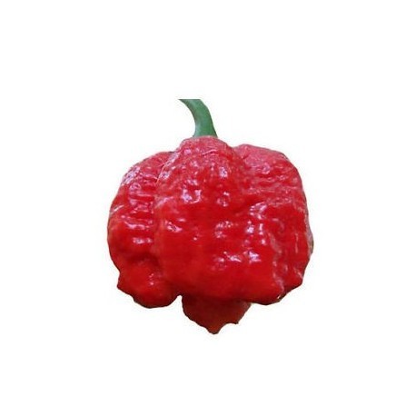 Dried Trinidad Moruga Scorpion