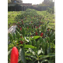 Calabrian pepper Seeds