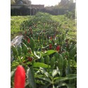 Calabrian Pepper seeds