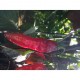 Pimenta da Neyde Red seeds