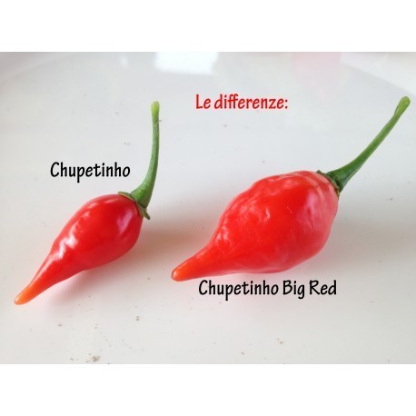 Chupetinho Big Red seeds