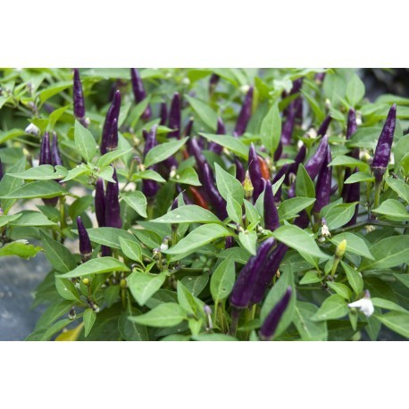 Cayenne Purple seeds