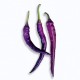 Cayenne Purple seeds