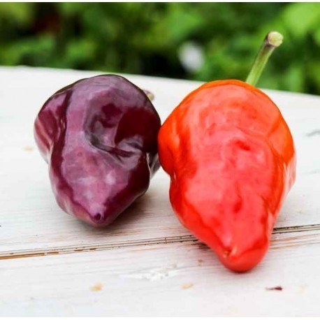 Purple UFO seeds