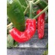 Biker Billy Mexican Chilli seeds