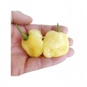 Graines de Habanero White Giant