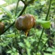 Carolina reaper mustard seeds