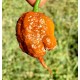 Carolina reaper caramel seeds