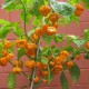 Scotch bonnet gelb seeds