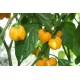 Scotch bonnet gelb seeds