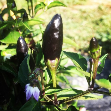 Calabrian black pepper seeds