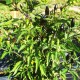 Calabrian black pepper seeds