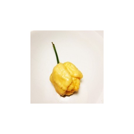 Graines de Trinidad scorpion yellow