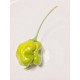 Semillas de Trinidad moruga scorpion green