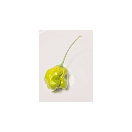 Trinidad moruga scorpion green seeds