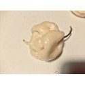 Semillas de Trinidad moruga scorpion white