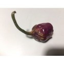 Bubblegum purple seeds