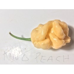 Graines de King naga peach