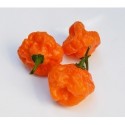 Habanero orange blob seeds