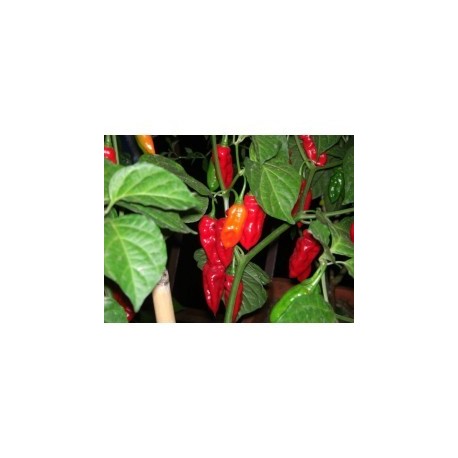 Semillas de Habanero red long