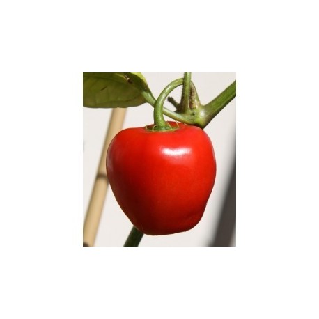 Rocoto Red seeds