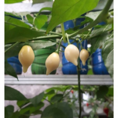 Chupetinho White Seeds
