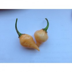 Big Chupetinho Peach Seeds