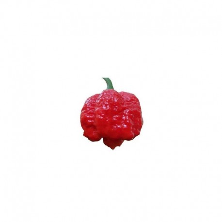 Trinidad Moruga Scorpion Seeds